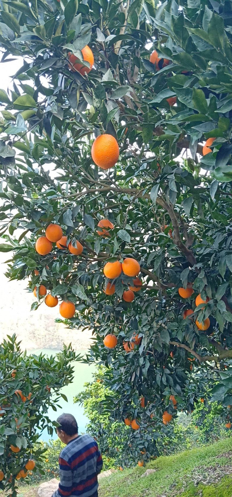 自家长虹纽荷尔橙子，欢迎采购质量保证，合作共赢