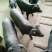 生态黑土猪