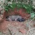 生态黑土猪