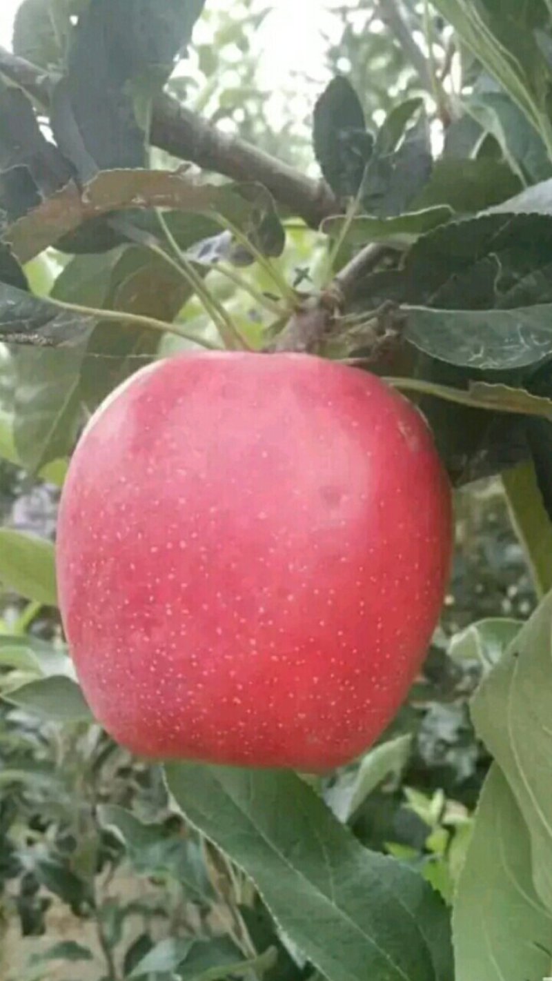 【热卖】露利苹果树苗苹果苗指导种植技术手把手教给你技术
