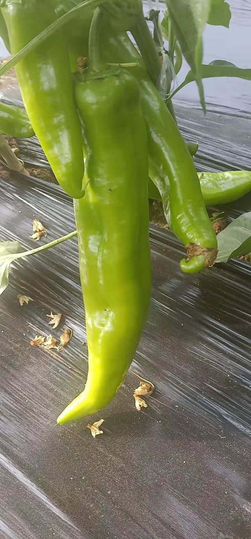 尖椒