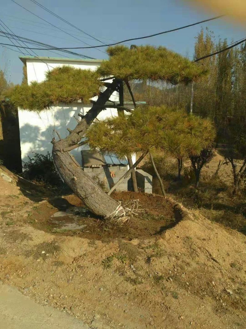 造型景观树
