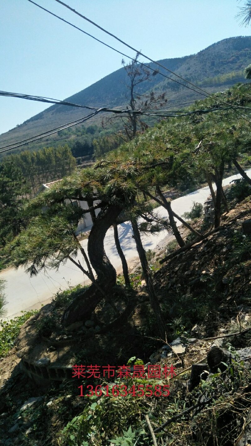造型景观树