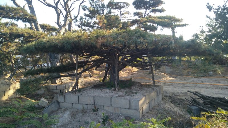 造型景观树