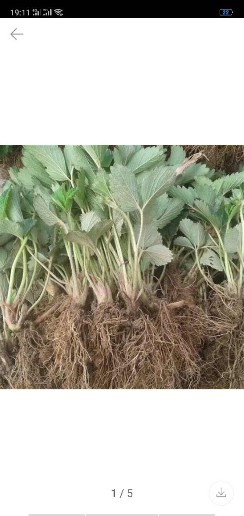 牛奶草莓苗批发章姬草莓苗价格现货牛奶草莓苗直销无病