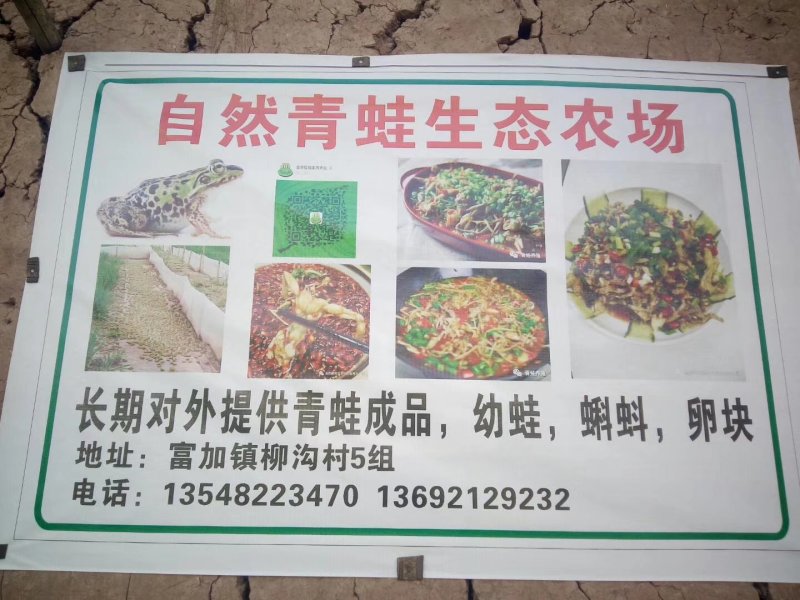 青蛙卵块，蝌蚪