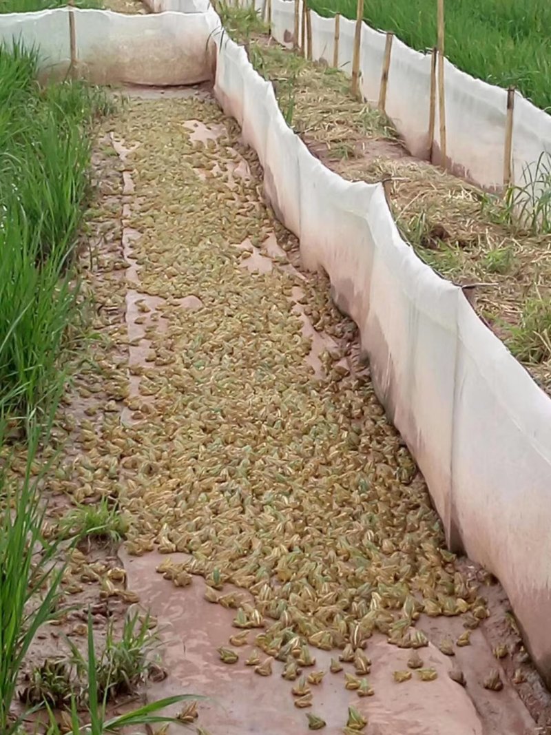 青蛙卵块，蝌蚪