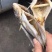 鱼干