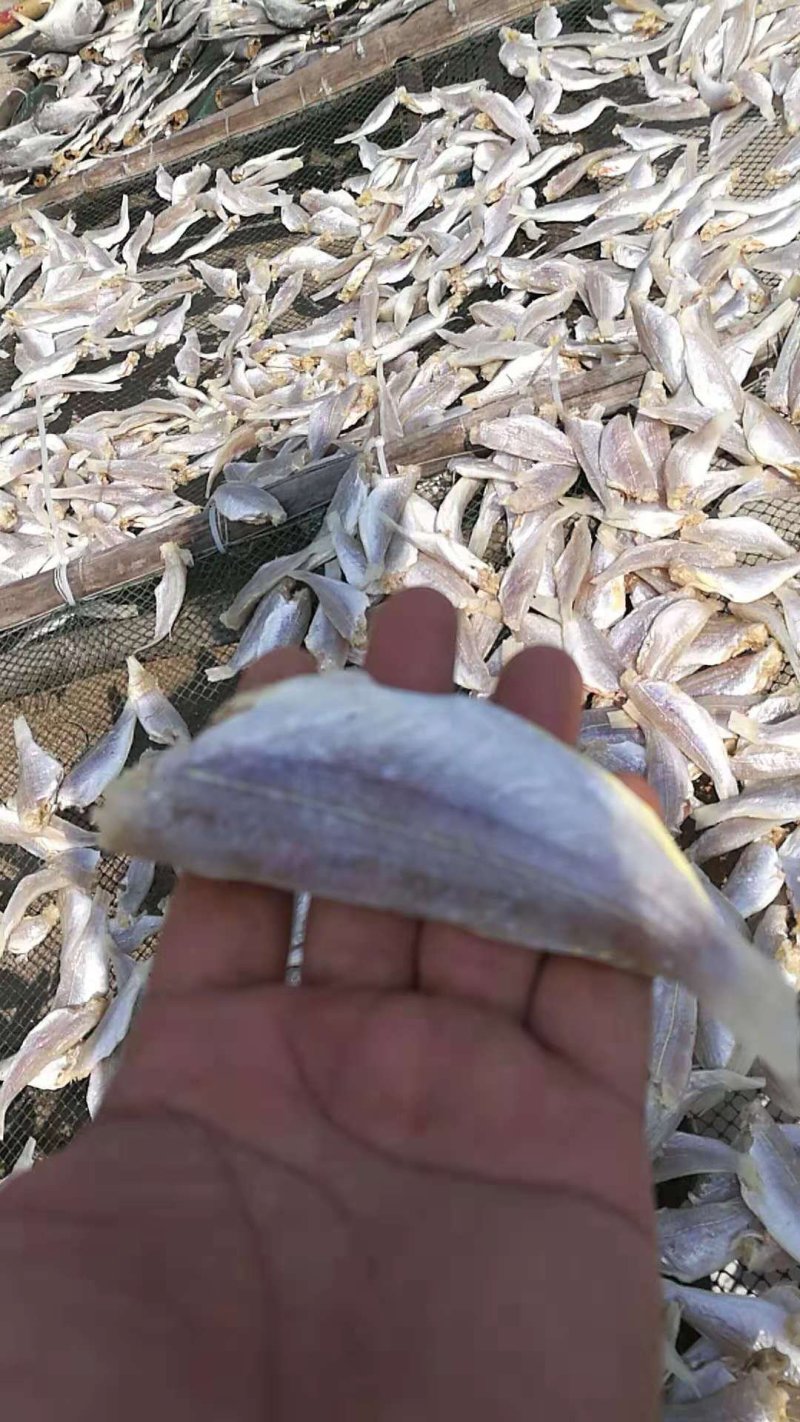 鱼干