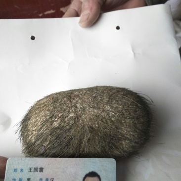 猪宝