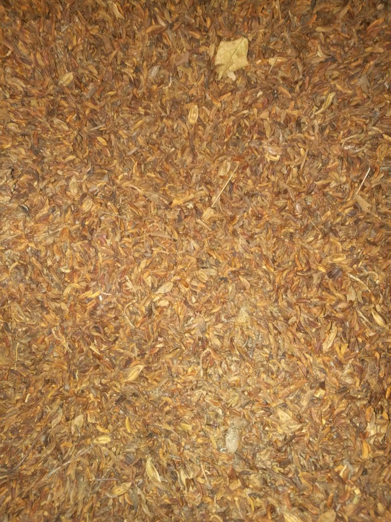 连翘种子