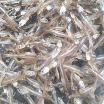 鱼干