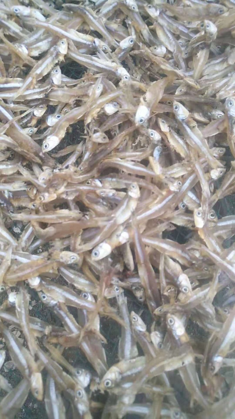 鱼干
