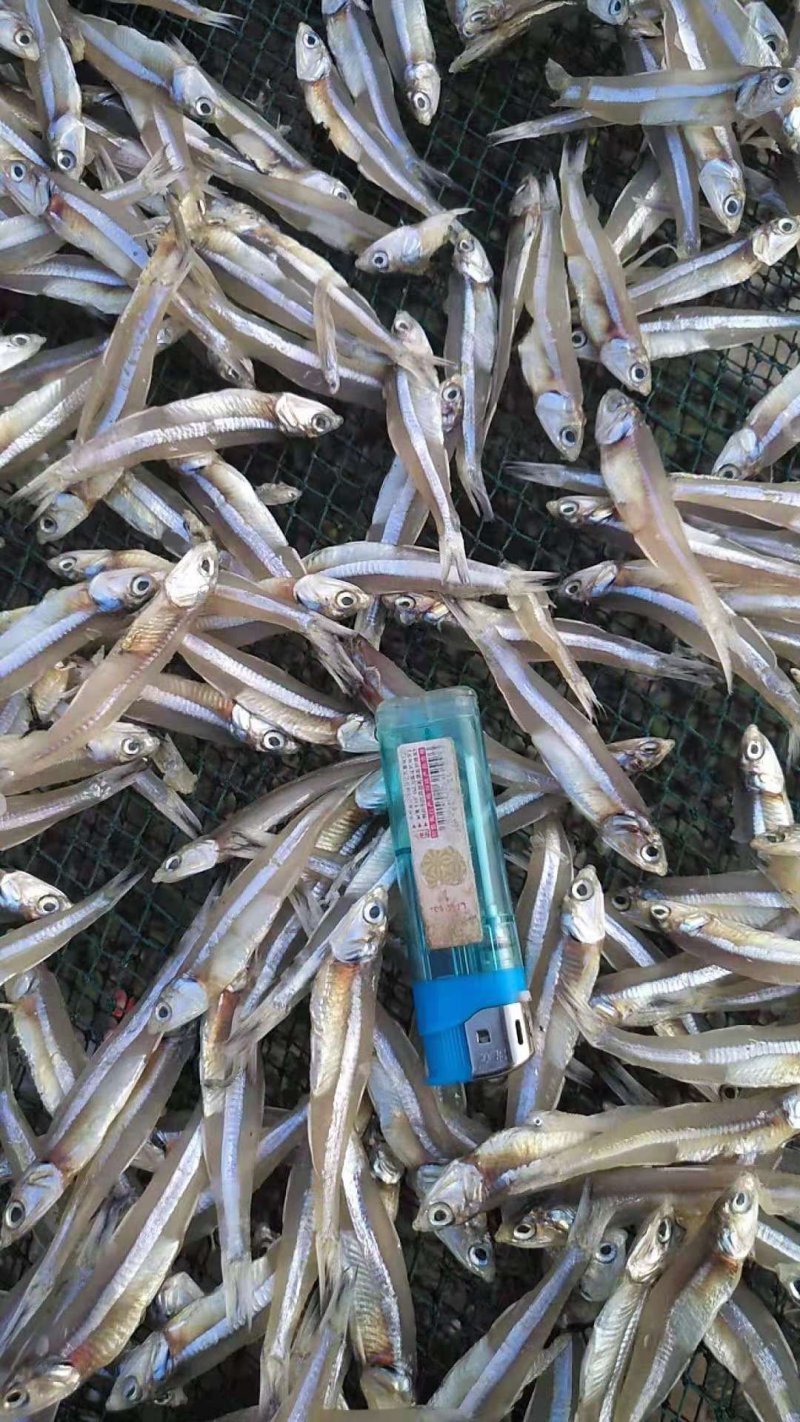 鱼干