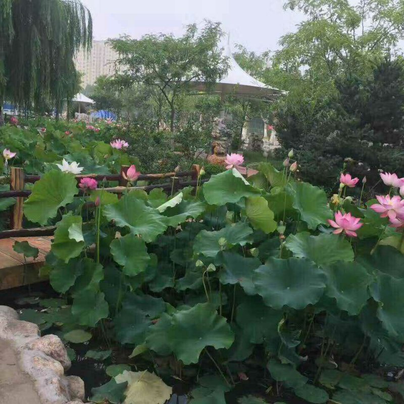 荷花，基地直销，常年供应各种绿化苗木