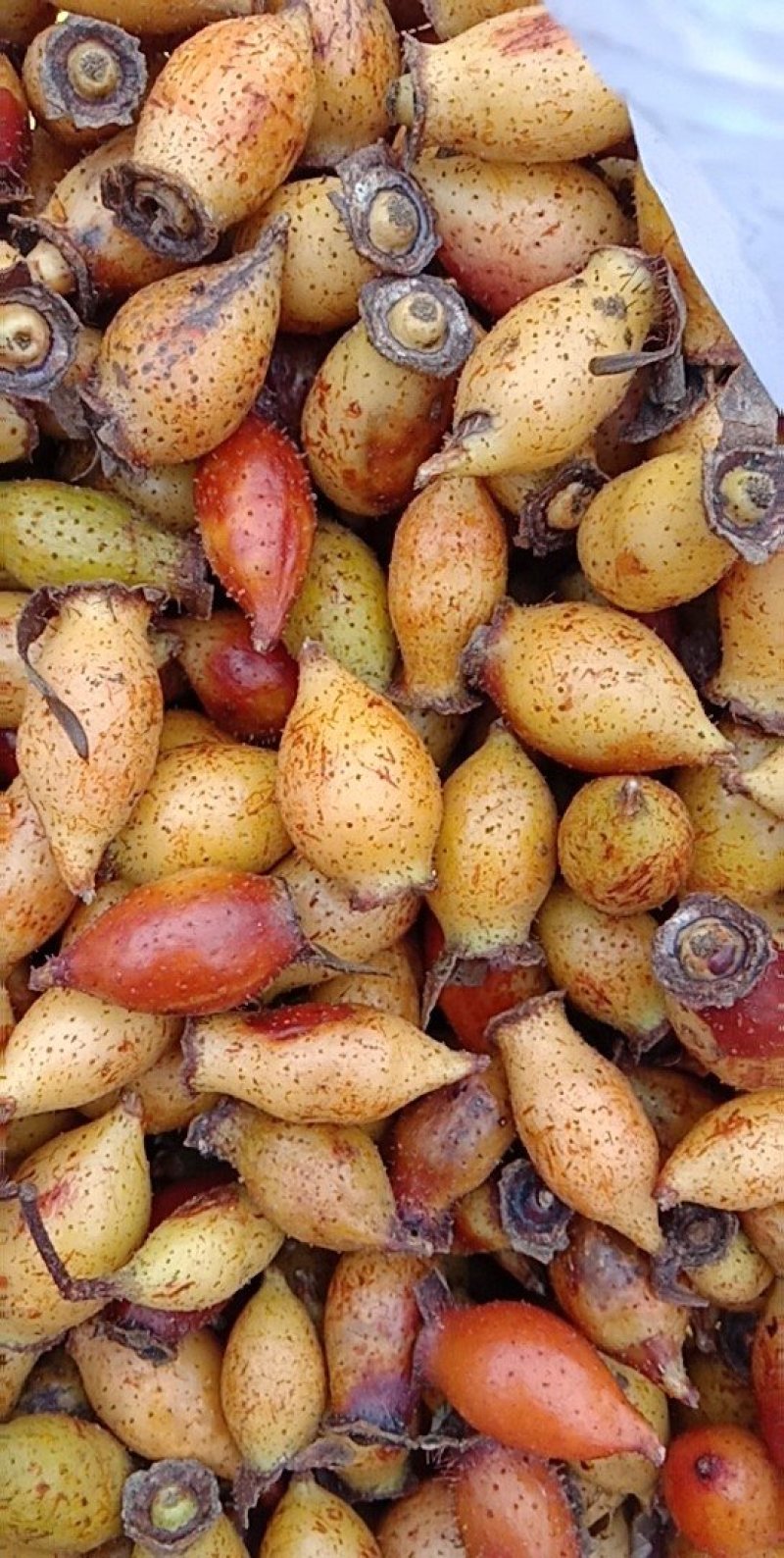 斗米虫