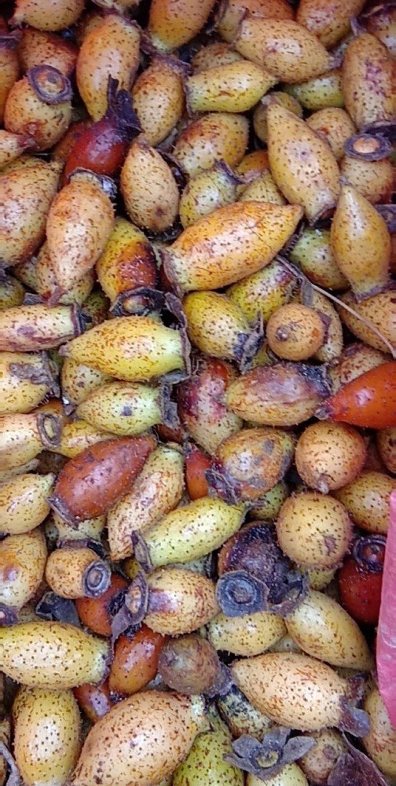 斗米虫