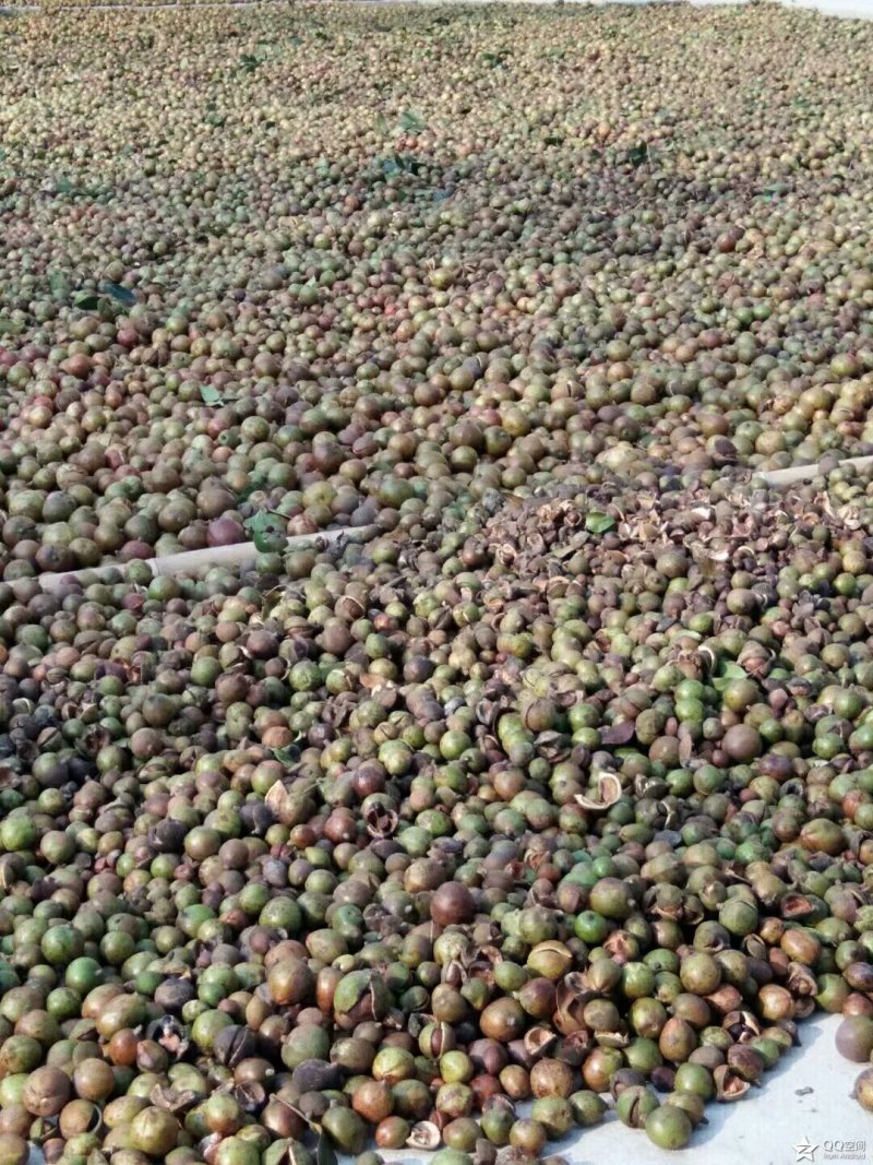 油茶籽油