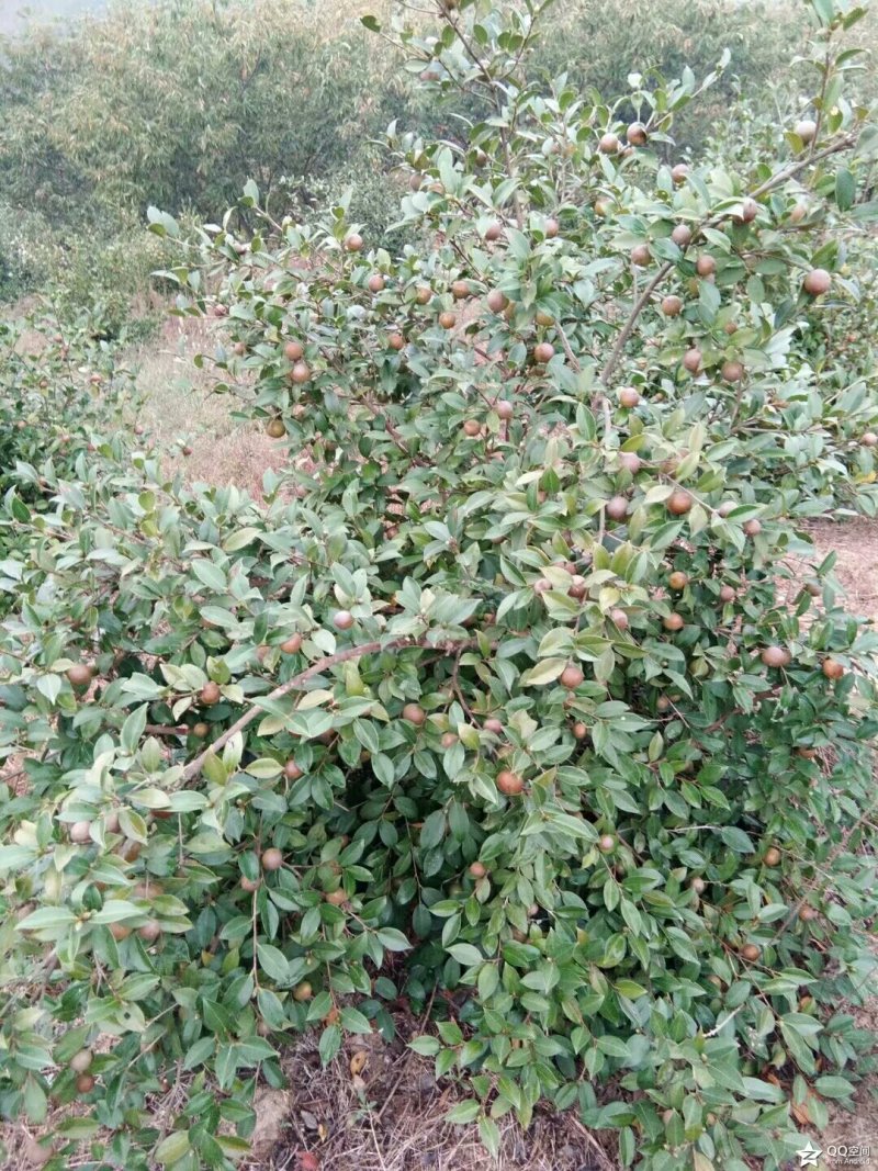 油茶籽油