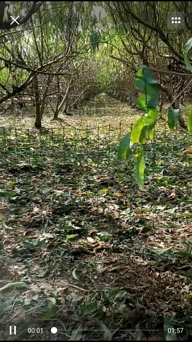 盛果期桃树10-15公分
