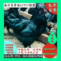 盐津土鸡乌骨鸡，公鸡228/只，母鸡188/只