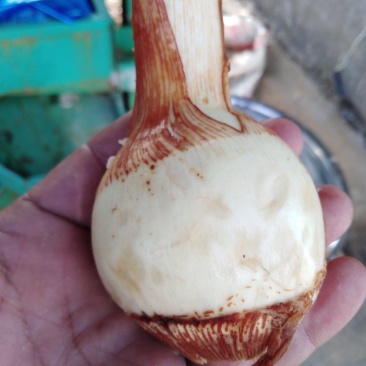 茨菇，5O克至150克。