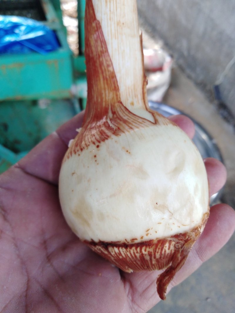 茨菇，5O克至150克。