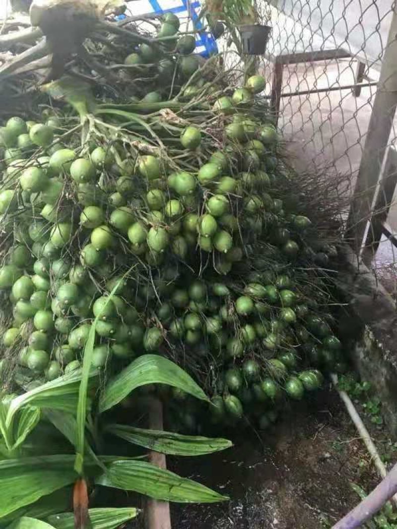 越南槟榔