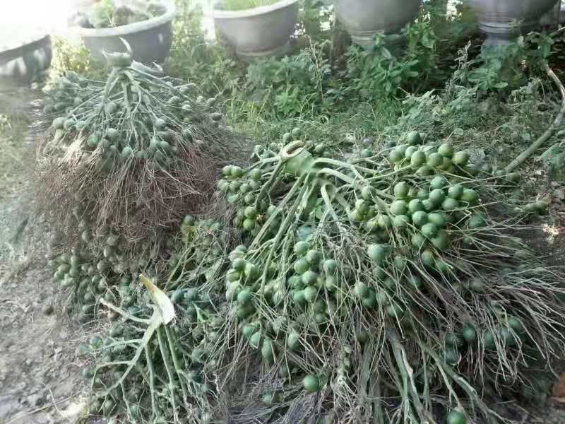 越南槟榔
