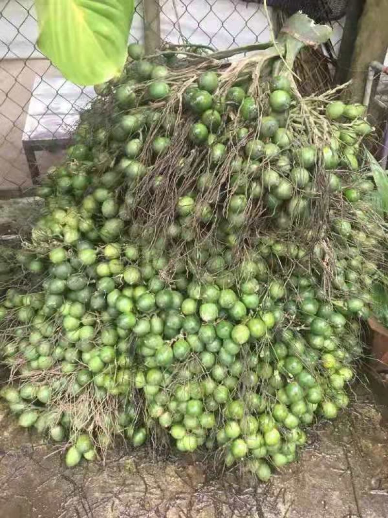 越南槟榔