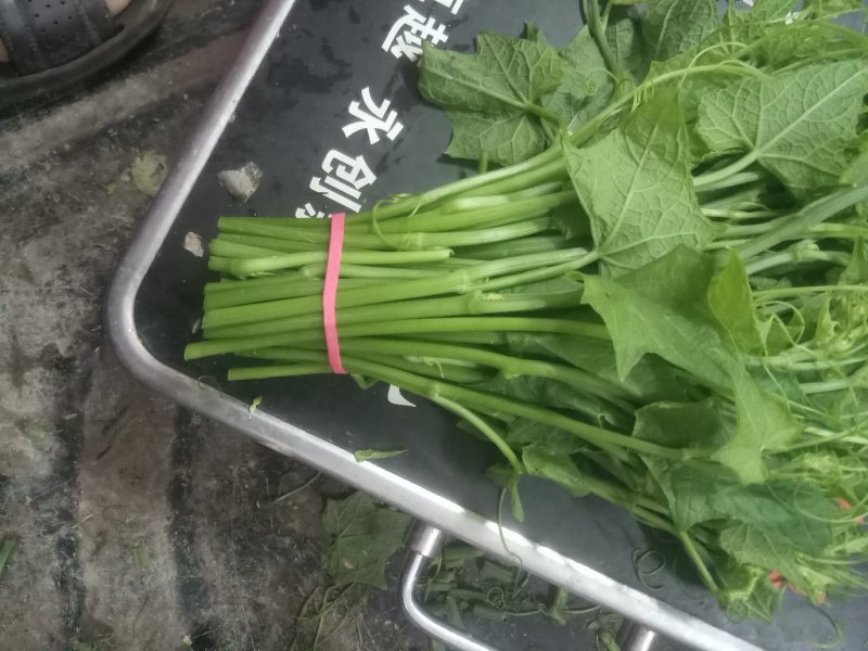佛手瓜苗三十公分