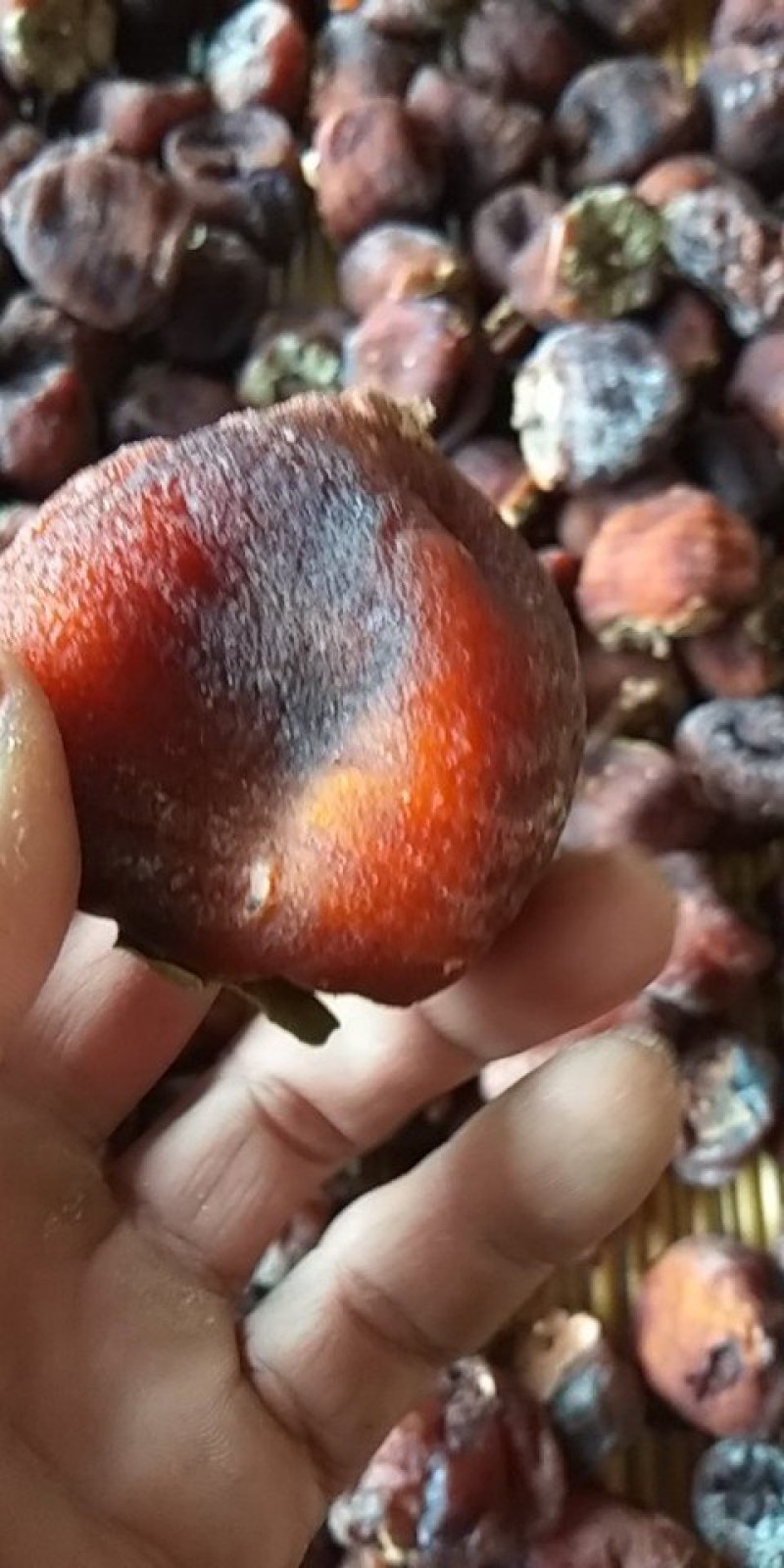 精选蜜柿，一两以上