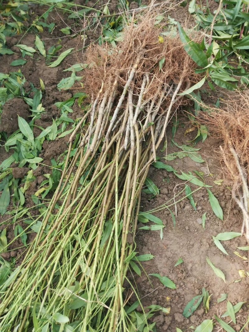 国庆红，中秋红蜜，润雪冬桃，自家苗圃，品种正宗