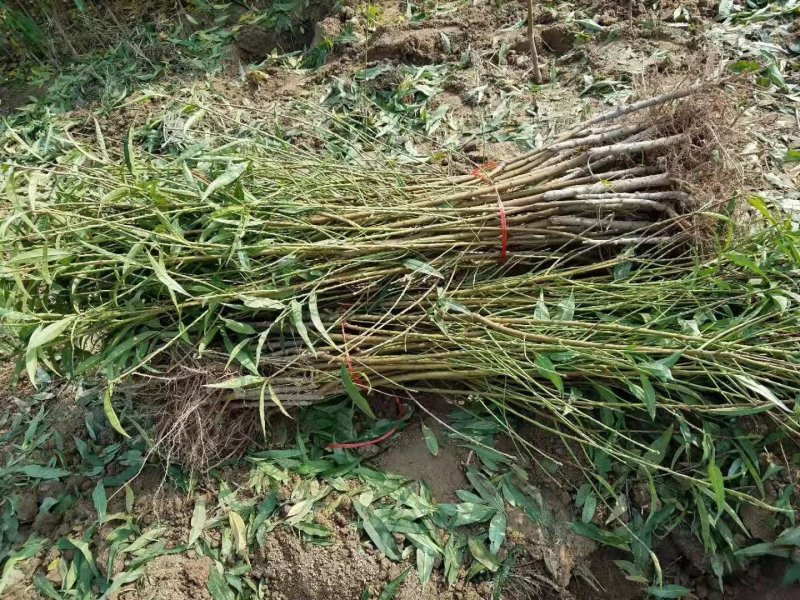 国庆红，中秋红蜜，润雪冬桃，自家苗圃，品种正宗