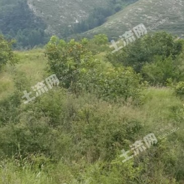 潍坊临朐县九山镇120亩有林地转让