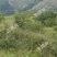 潍坊临朐县九山镇120亩有林地转让