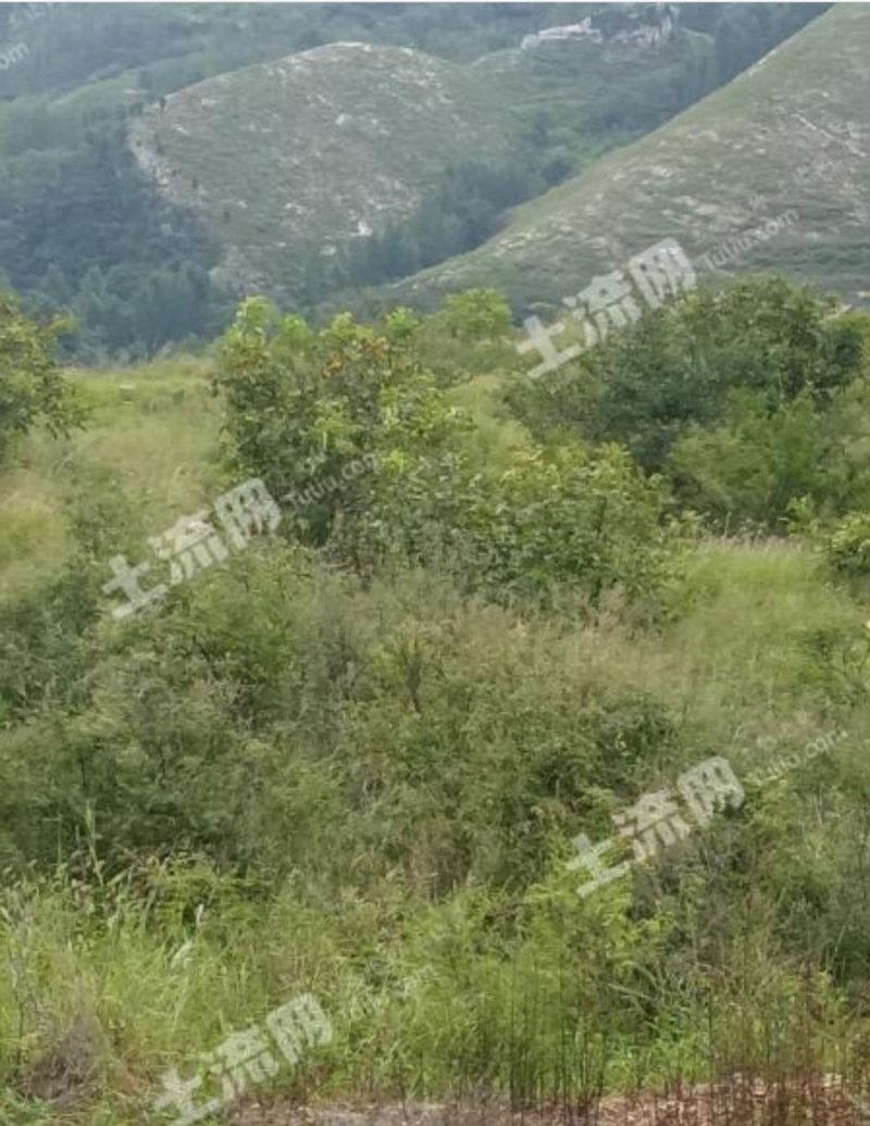 潍坊临朐县九山镇120亩有林地转让