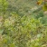 潍坊临朐县九山镇120亩有林地转让