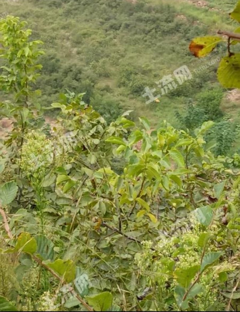 潍坊临朐县九山镇120亩有林地转让