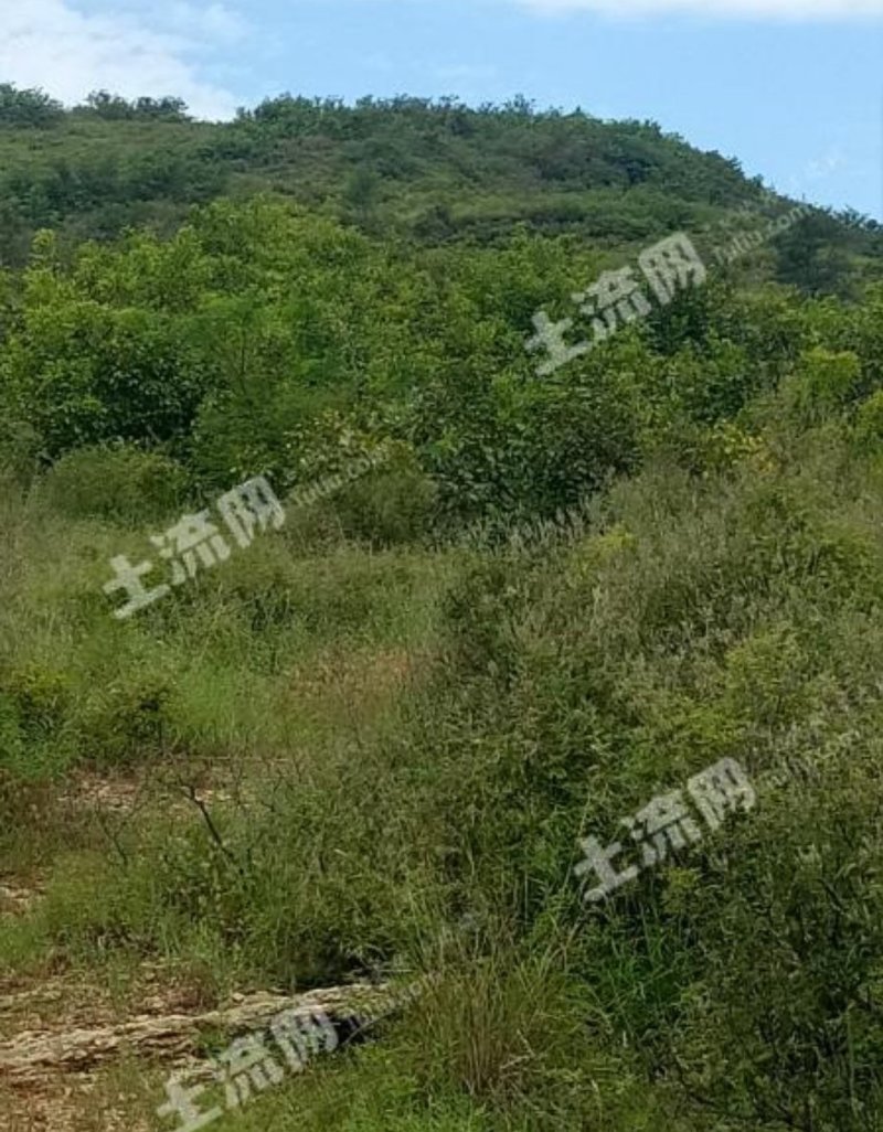 潍坊临朐县九山镇120亩有林地转让
