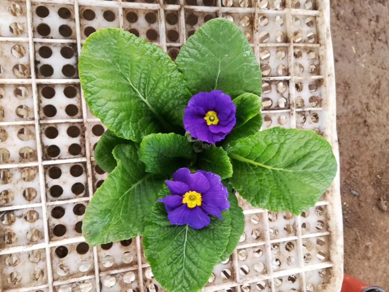 报春花基地直销量大从优
