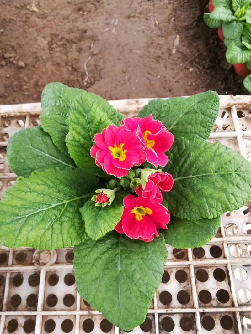 报春花基地直销量大从优