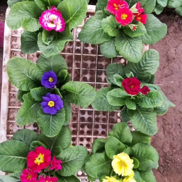 报春花基地直销量大从优