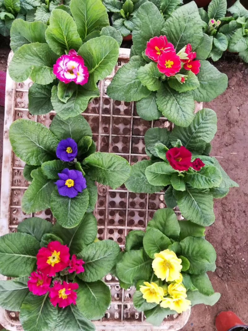 报春花基地直销量大从优