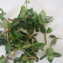 薄荷