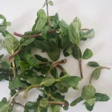 薄荷