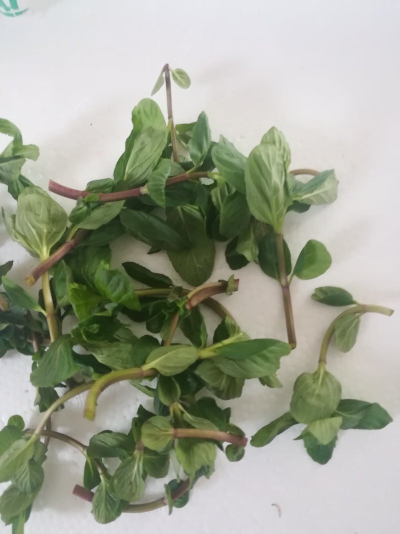 薄荷