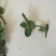 薄荷