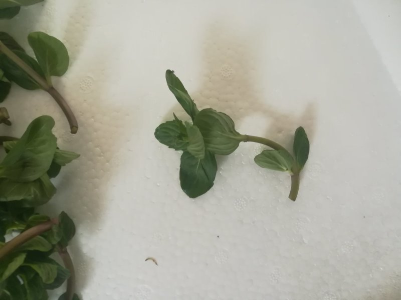 薄荷