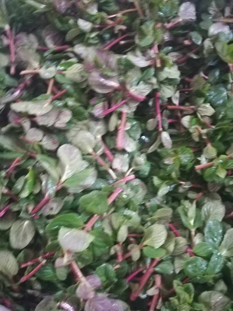 薄荷